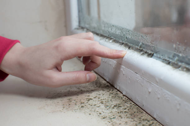 Best Mold Odor Removal Services  in Higganum, CT